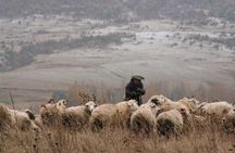 Private Tour to Kazbegi from Tbilisi