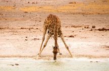 3-Day Etosha Express Accommodated Safari from Windhoek