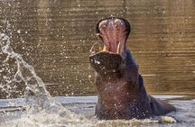Scenic Game Drive Activity