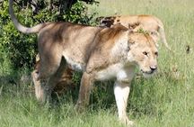 3 Days(2 nights) Tsavo East Tour & Saltlick (Cost based on minimum 2 persons)