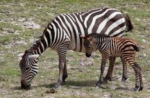 3 Days(2 nights) Tsavo East Tour & Saltlick (Cost based on minimum 2 persons)