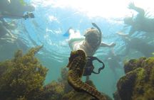 Los Tuneles Day Tour: Snorkeling, Exploring and Swimming With Wildlife