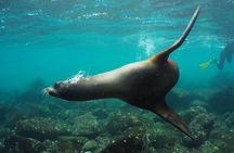  8-Day Galapagos Island Hopping Superior: Kicker Rock, Los Tuneles, Local Flight
