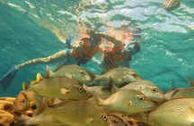 Sea Turtle Snorkeling Ecofriendly Tour from Cancun & Riviera Maya