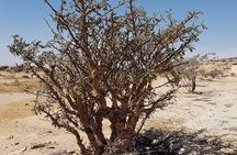 UNESCO World Heritage sites - Land of Frankincense - Salalah Oman