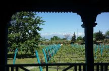 Private Wine Tour to Kakheti from Tbilisi