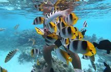 Half Day Snorkeling in Moorea