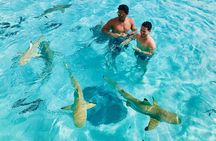 Half Day Snorkeling in Moorea
