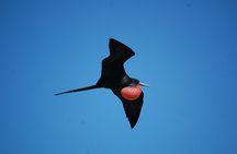 Snorkeling tour plus Isla Mujeres Private Tour