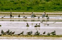 Great Salt Lake Guided Bus Tour from Salt Lake City