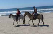 Wild & Free: Lagoon Boat, Beach Horseback, Crocs & Turtle Release