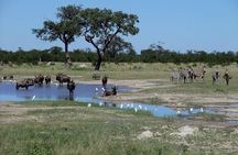 Chobe National Park Full Day Safari (Botswana)