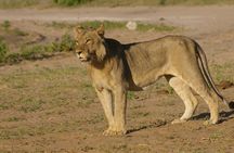 Chobe National Park Full Day Safari (Botswana)