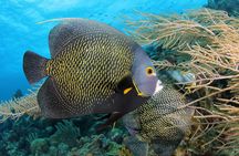 PADI Discover Scuba Dive at 5 Star Dive Center Blue Bay Dive, Curacao