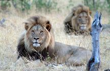 5 Day Victoria Falls and Hwange National Park Accommodated Tour Safari