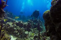 Full-Day Catalina Island Scuba Diving Tour from La Romana