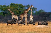 Full Day Hwange Day Trip