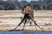 Full Day Hwange Day Trip