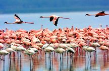 1 Day Manyara National Park