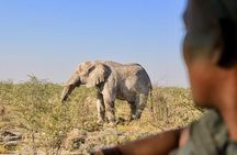 6-Day Dunes and Wildlife Accommodated Safari from Windhoek