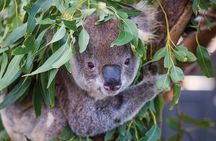 Private Guided Tour: Blue Mountains Tour from Sydney