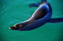 Cape of Good Hope & Penguin small group tour from Cape Town