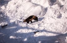 Ranua Zoo Trip from Rovaniemi with lunch