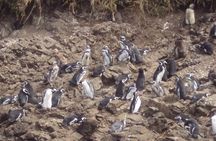 Puerto Montt: Full day Chiloe Island visiting Penguins in Puñihuil 