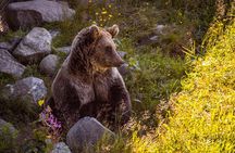 Visit To Ranua Zoo