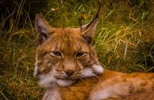 Visit To Ranua Zoo
