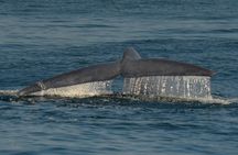 San Diego Whale Watching Tour 