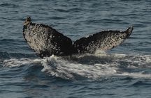 San Diego Whale Watching Tour 