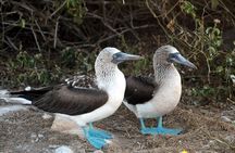 Marietas Islands Snorkeling & Hidden Beach Experience