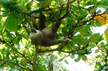 Manuel Antonio National Park Sightseeing and Wildlife Day Tour from San Jose