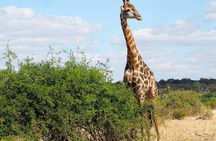 5 Day Chobe National Park Accommodated Tour Safari