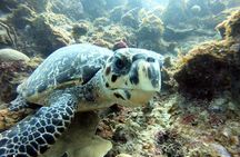 Private Full Day Guided Snorkeling or Diving Charter in St Thomas
