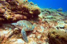 Private Half-Day Dive trip in St Thomas Virgin Islands