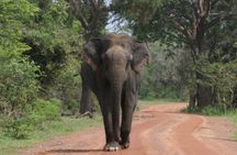 Evening Safari - Yala National Park with Janaka safari - 02.00 pm to 06.30 pm