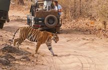 Khajuraho Day Tour: Jungle Safari at Panna National Park and Western and Eastern Temple