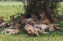 3 Days Masai Mara Wildlife Luxury Jeep Safari