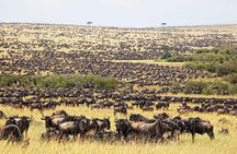 4 Day Masai Mara & Lake Nakuru Group Joining Camping Safari - Daily Departures