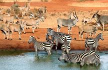 4 Days Masai Mara and Lake Nakuru Luxury Safari on 4x4 Jeep