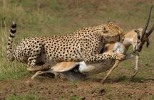 5days Masai Mara, Lake Nakuru & Lake Naivasha Safari on 4x4 Jeep