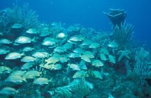 Puerto Morelos Reef Snorkeling Tour with Lunch