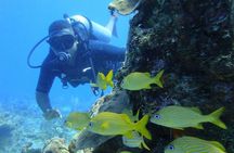 Catalina Island Scuba Diving and Snorkeling Tour from Punta Cana
