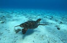Tohora Bora Bora Snorkeling Lagoon Tours