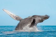 Whale Watching on 2 Level Big Boat with Breakfast and Drinks INCLUDED