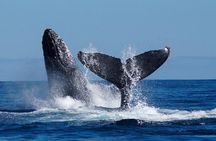 Whale Watching on 2 Level Big Boat with Breakfast and Drinks INCLUDED