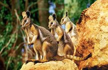 Sydney Harbour 2-Day Hop On Hop Off Cruise with Taronga Zoo entry