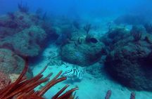 Beginner Scuba Diving with Turtles and Videos, San Juan